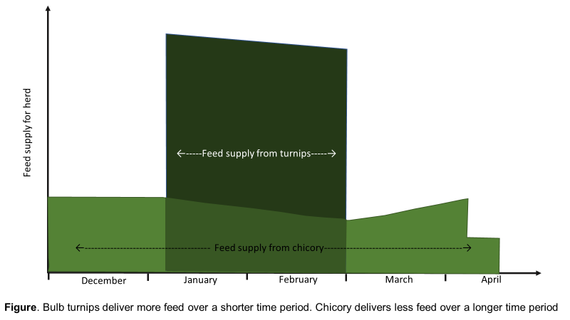 Feed_supply_Turnips_vs_chicory.png