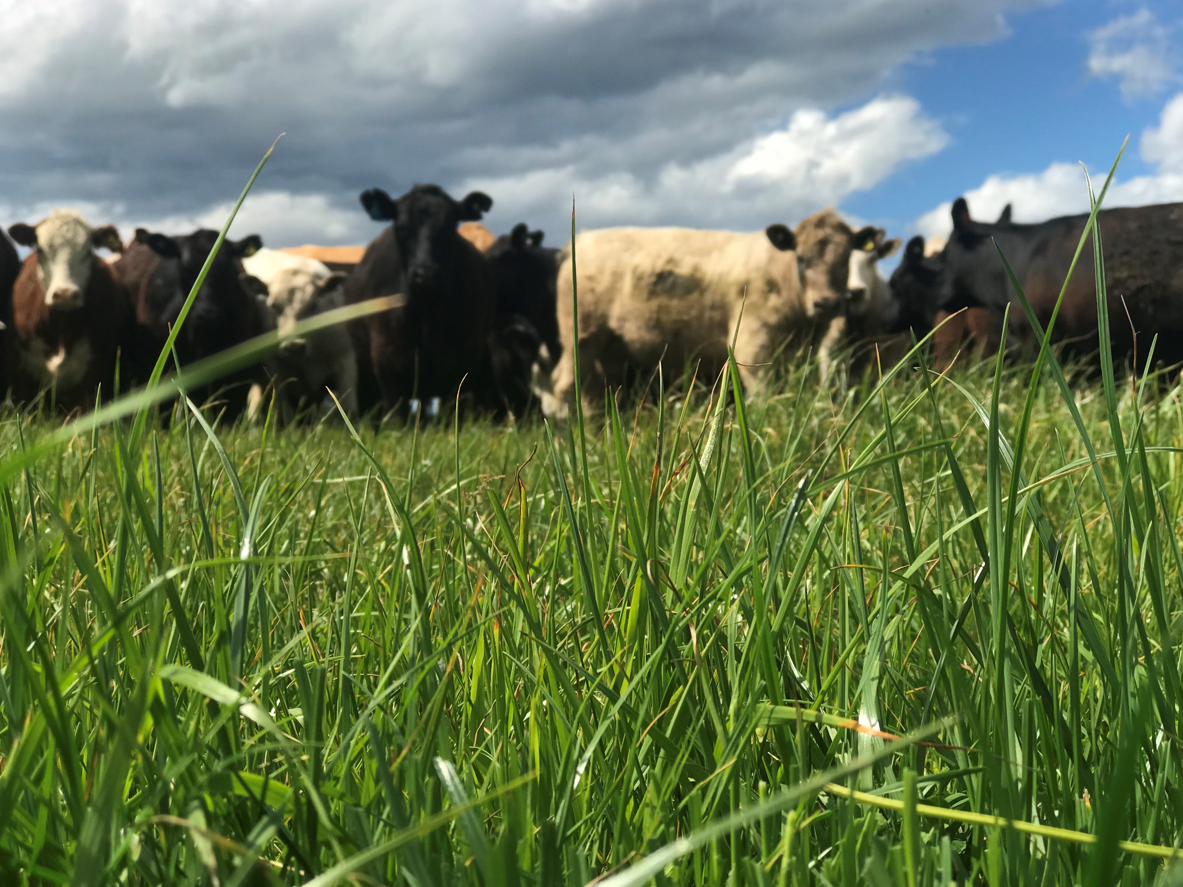 Post__7_-_Cattle_with_ryegrass_in_foreground.jpg